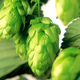 Illustration for article titled Drinking Experimental Hops in the Sixpoint Beer of the Future